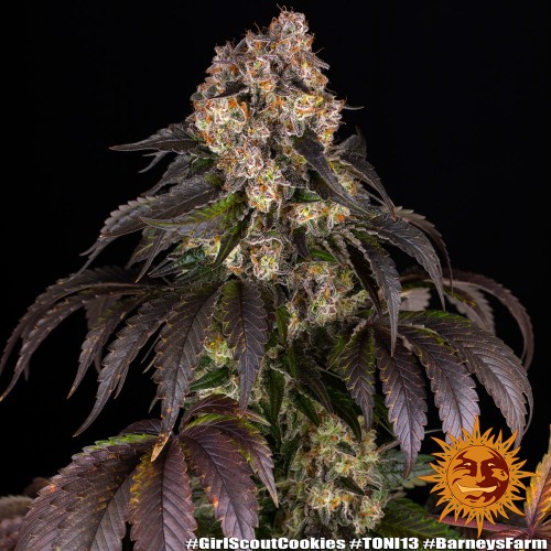 Girl Scout Cookies - Barney's Farm femminizzati