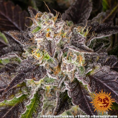 Girl Scout Cookies - Barney's Farm femminizzati