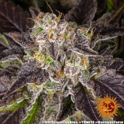 Girl Scout Cookies - Barney's Farm femminizzati