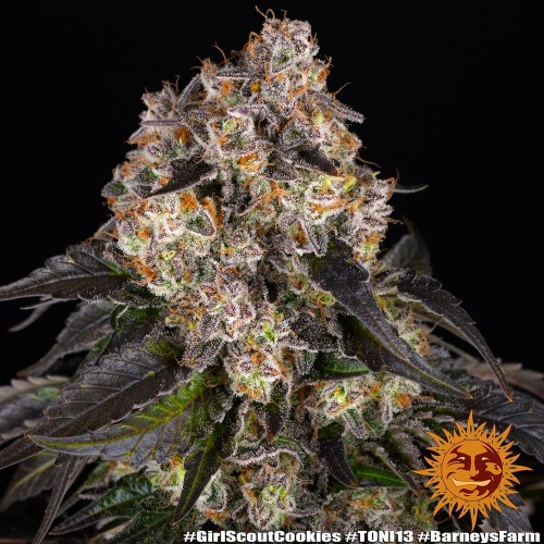 Girl Scout Cookies - Barney's Farm femminizzati