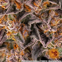 Girl Scout Cookies - Barney's Farm femminizzati