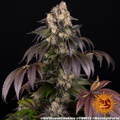 Girl Scout Cookies - Barney's Farm femminizzati