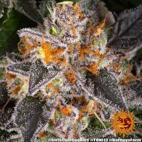 Girl Scout Cookies - Barney's Farm femminizzati