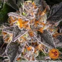 Girl Scout Cookies - Barney's Farm femminizzati