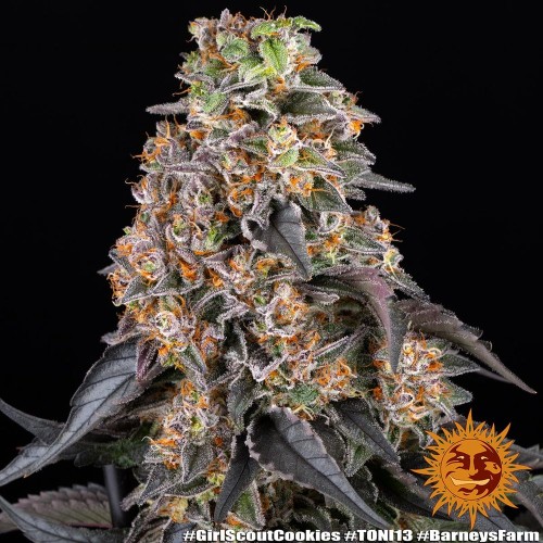 Girl Scout Cookies - Barney's Farm femminizzati