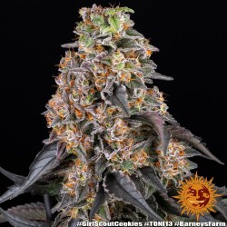 Girl Scout Cookies - Barney's Farm femminizzati