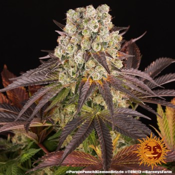 Purple Punch x Lemon Drizzle - Barney's Farm femminizzati 2