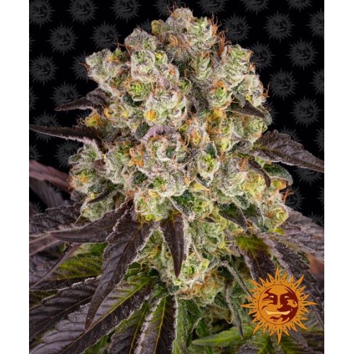 Purple Punch x Lemon Drizzle - Barney's Farm...