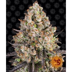 OG Kush - Barney's Farm femminizzati