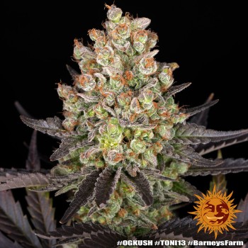 OG Kush - Barney's Farm femminizzati 2