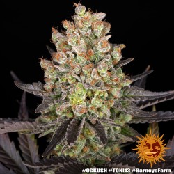OG Kush - Barney's Farm femminizzati