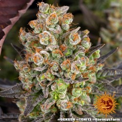 OG Kush - Barney's Farm femminizzati