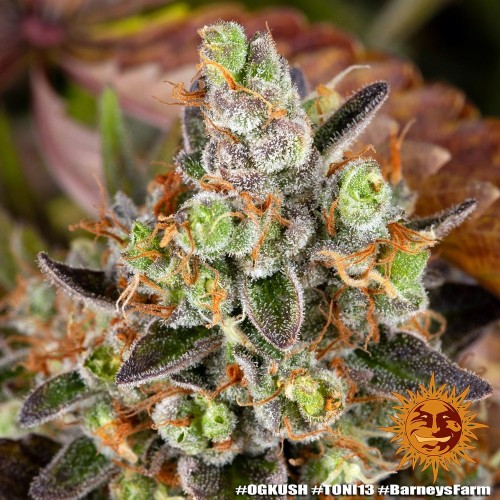 OG Kush - Barney's Farm femminizzati