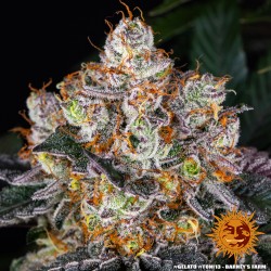 Gelato - Barney's Farm femminizzati