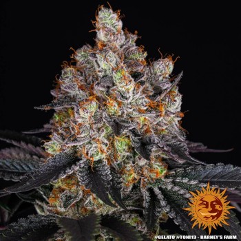 Gelato - Barney's Farm femminizzati 2