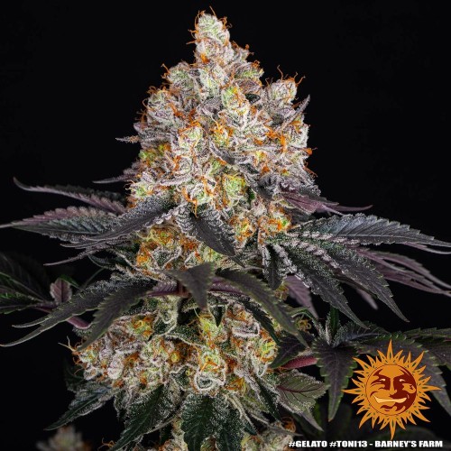 Gelato - Barney's Farm femminizzati