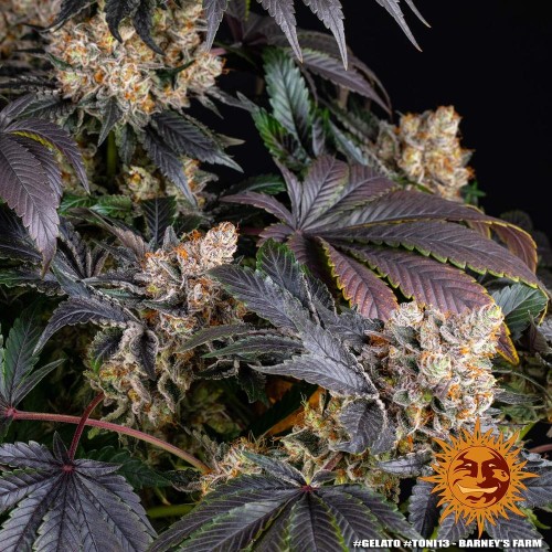 Gelato - Barney's Farm femminizzati