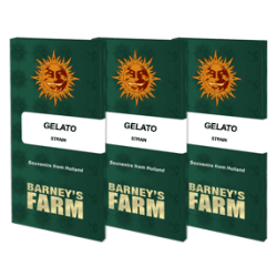 Gelato - Barney's Farm femminizzati