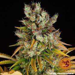 GMO - Barney's Farm femminizzati