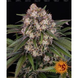 OG Kush Auto - Barney's Farm femminizzati