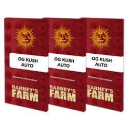 OG Kush Auto - Barney's Farm femminizzati