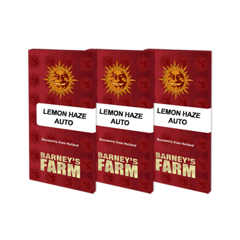 Lemon Haze Auto - Barney's Farm femminizzati 2
