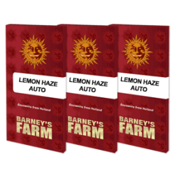 Lemon Haze Auto - Barney's Farm femminizzati