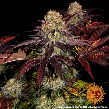 Runtz x Layer Cake - Barney's Farm femminizzati 2