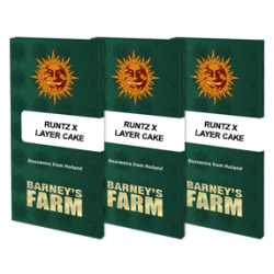 Runtz x Layer Cake - Barney's Farm femminizzati