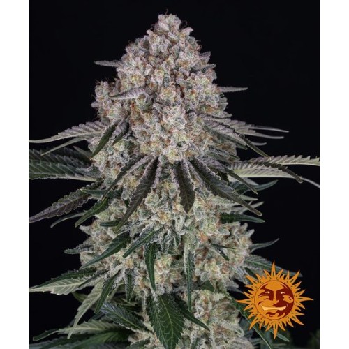 Sour Diesel Auto - Barney's farm femminizzati