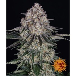 Sour Diesel Auto - Barney's farm femminizzati