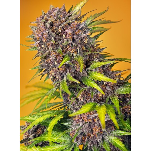 Diablo Rojo XL Auto - Sweet Seeds femminizzati