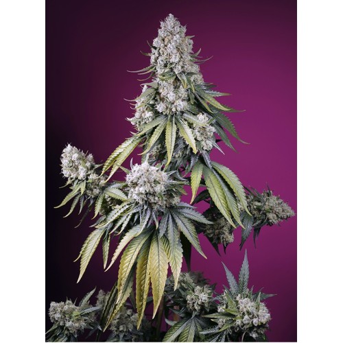 Jealousy Z XL Auto - Sweet Seeds femminizzati