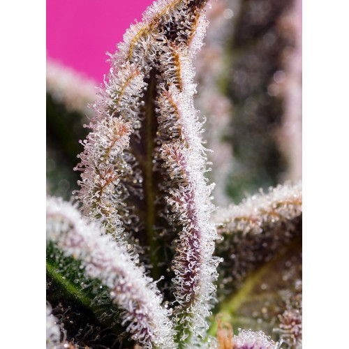 Jealousy Z XL Auto - Sweet Seeds femminizzati