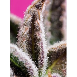 Jealousy Z XL Auto - Sweet Seeds femminizzati