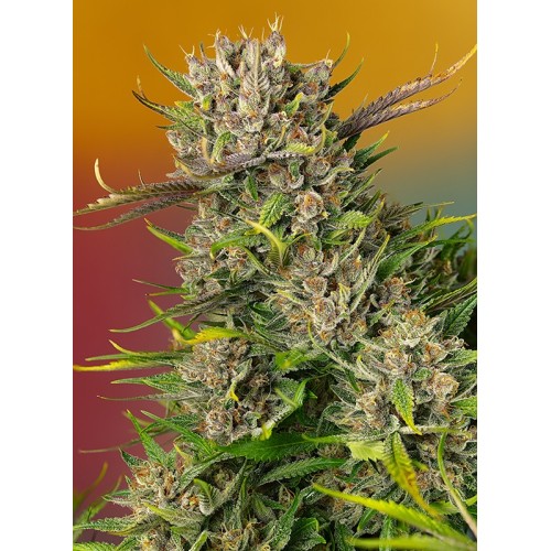 Papaya Zoap Auto - Sweet Seeds femminizzati