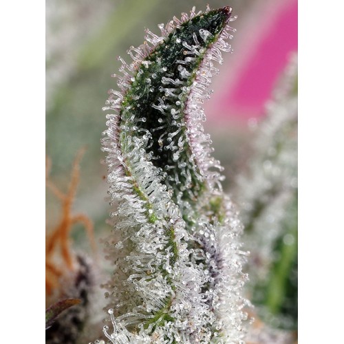 Papaya Zoap Auto - Sweet Seeds femminizzati