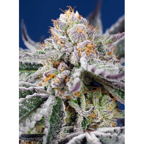 Orange Apricot Glue XL Auto - Sweet Seeds femminizzati