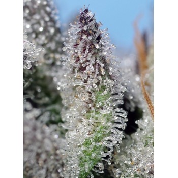 Orange Apricot Glue XL Auto - Sweet Seeds femminizzati 2