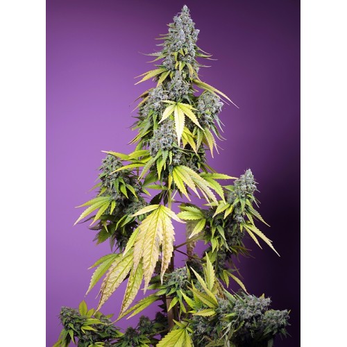 Jet Fuel Mandarine XL Auto - Sweet Seeds femminizzati