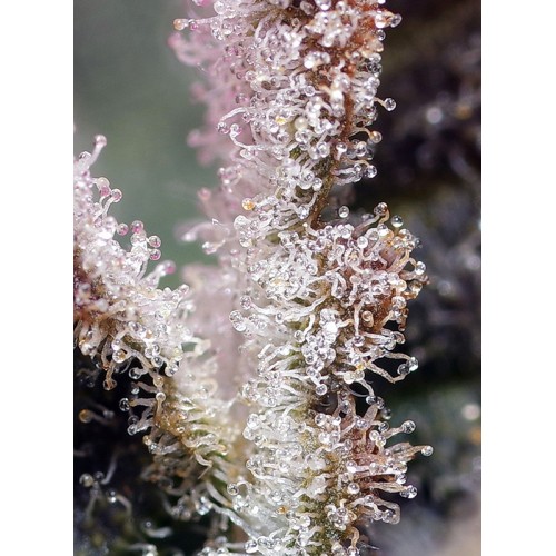 Jet Fuel Mandarine XL Auto - Sweet Seeds...