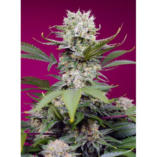 Sweet Mandarine Zkittlez XL Auto - Sweet Seeds femminizzati