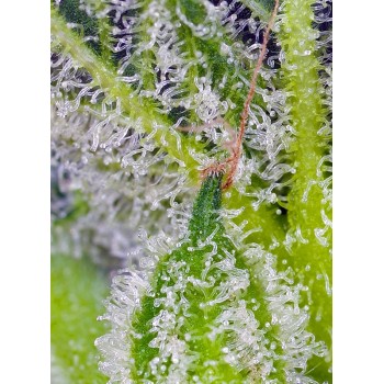 Sweet Mandarine Zkittlez XL Auto - Sweet Seeds femminizzati 2