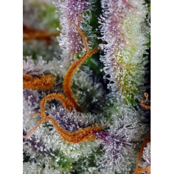 Mimosa Bruce Banner XL Auto - Sweet Seeds femminizzati 2