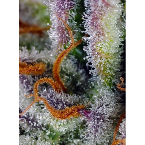 Mimosa Bruce Banner XL Auto - Sweet Seeds...