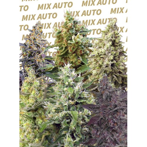 Sweet Mix Auto - Sweet Seeds femminizzati