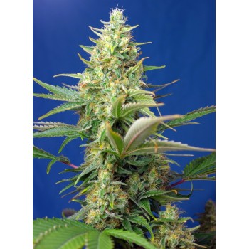 Sweet Pure Auto CBD - Sweet Seeds femminizzati
