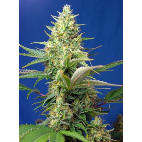 Sweet Pure Auto CBD - Sweet Seeds femminizzati