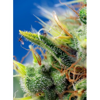 Sweet Pure Auto CBD - Sweet Seeds femminizzati 2