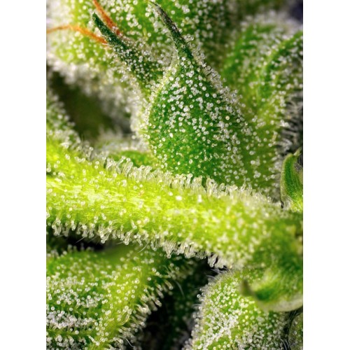 Sweet Pure Auto CBD - Sweet Seeds femminizzati